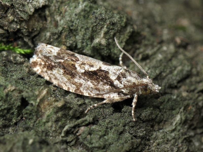 Zeiraphera isertana (Fabricius, 1794)